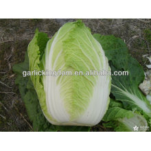 sell new crop Fresh Chinese Cabbage brother kingdom